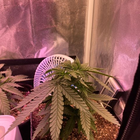 FlowerMind growlog timeline photo