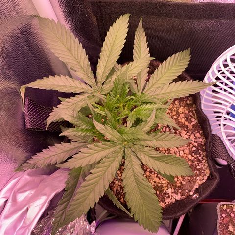 Top Crop growlog timeline photo