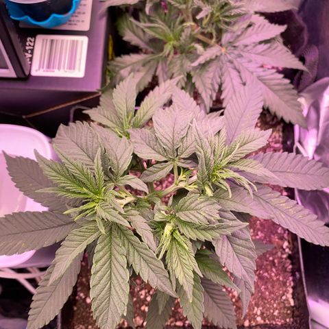 FlowerMind growlog timeline photo