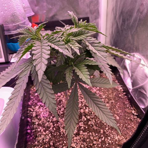 FlowerMind growlog timeline photo