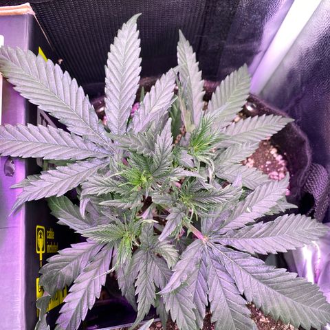 Top Crop growlog timeline photo