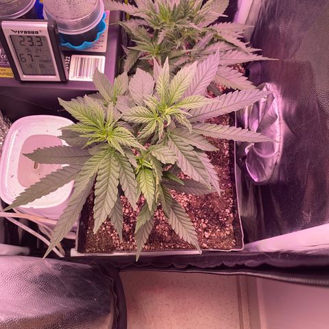 FlowerMind growlog timeline photo