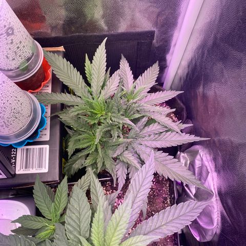 Top Crop growlog timeline photo