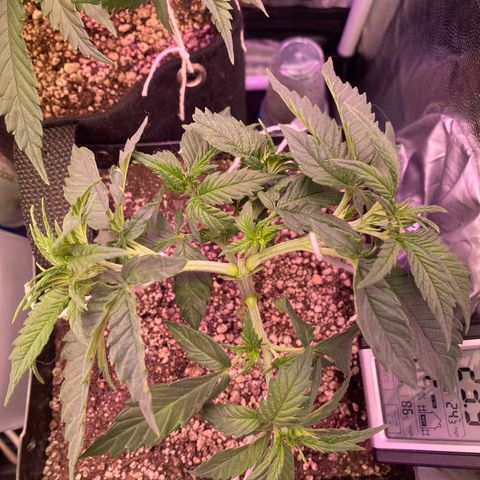 FlowerMind growlog timeline photo