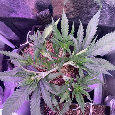 Top Crop growlog timeline photo