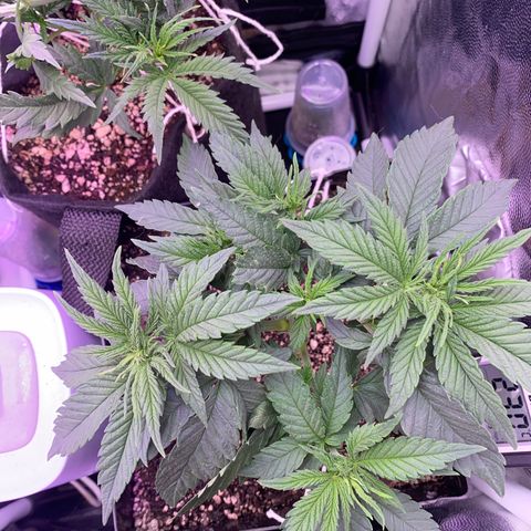 FlowerMind growlog timeline photo