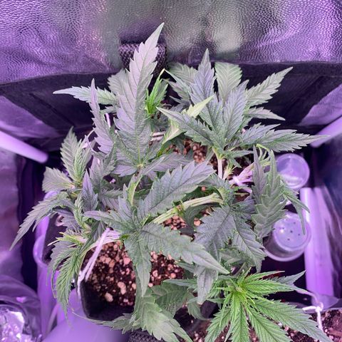 Top Crop growlog timeline photo