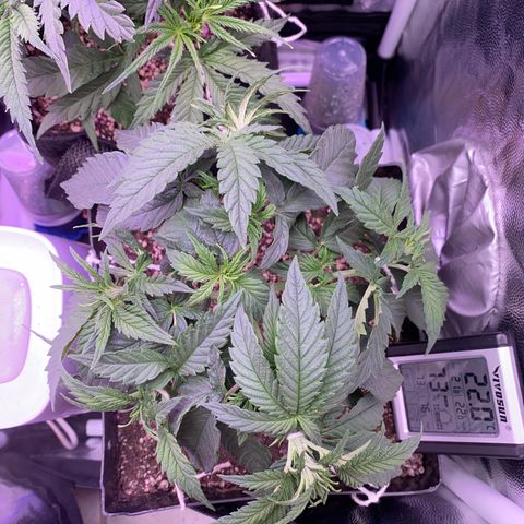 FlowerMind growlog timeline photo