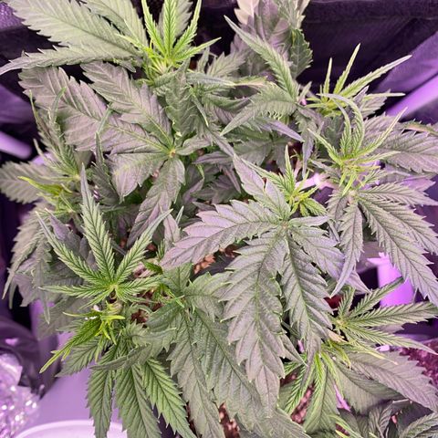 Top Crop growlog timeline photo
