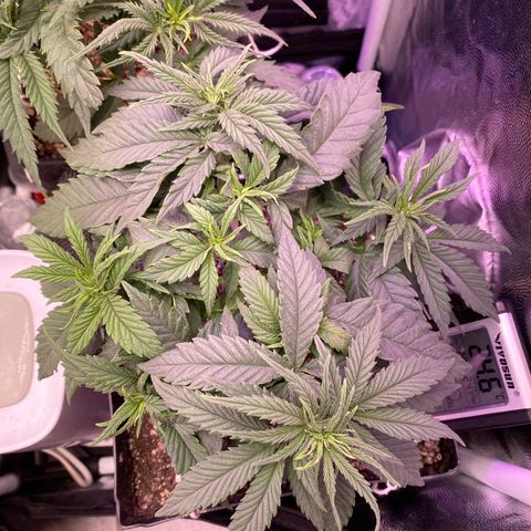 FlowerMind growlog timeline photo