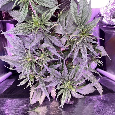 Top Crop growlog timeline photo