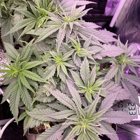 FlowerMind growlog timeline photo
