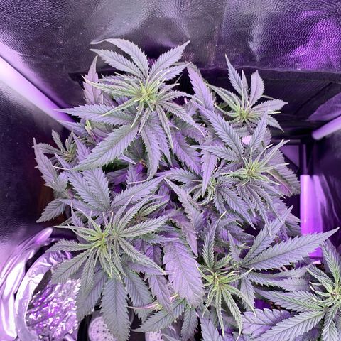 Top Crop growlog timeline photo