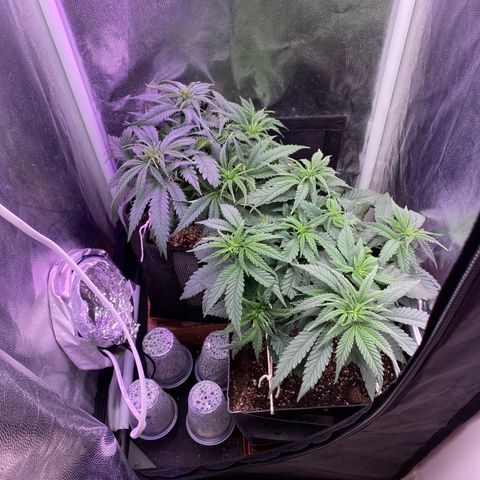 Top Crop growlog timeline photo