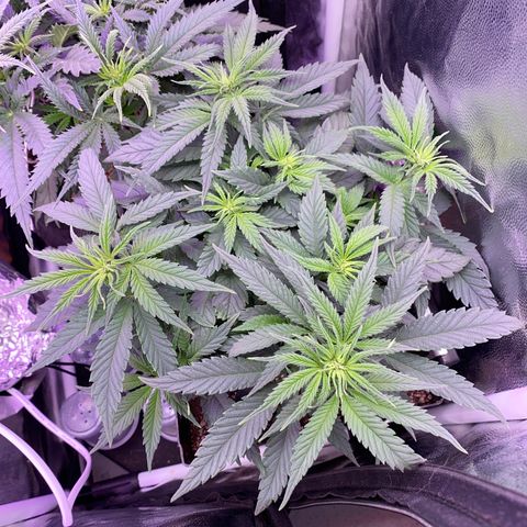 FlowerMind growlog timeline photo