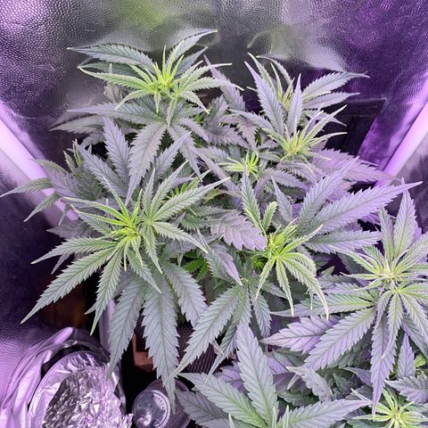 Top Crop growlog timeline photo