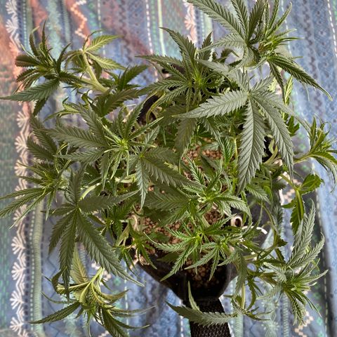 Top Crop growlog timeline photo