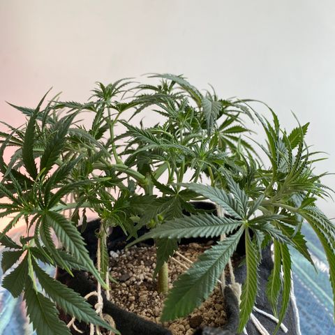 Top Crop growlog timeline photo