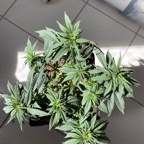 FlowerMind growlog timeline photo