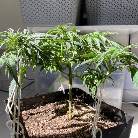 FlowerMind growlog timeline photo