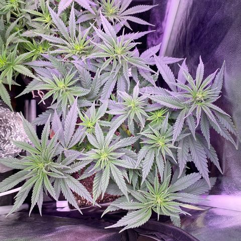 FlowerMind growlog timeline photo