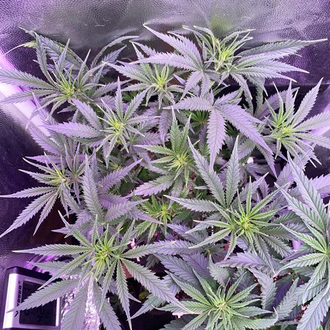 Top Crop growlog timeline photo