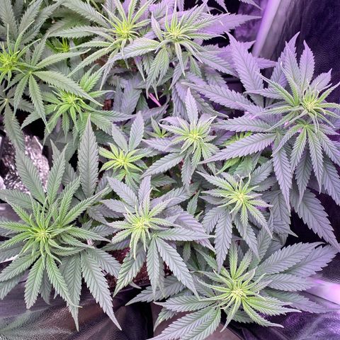 FlowerMind growlog timeline photo