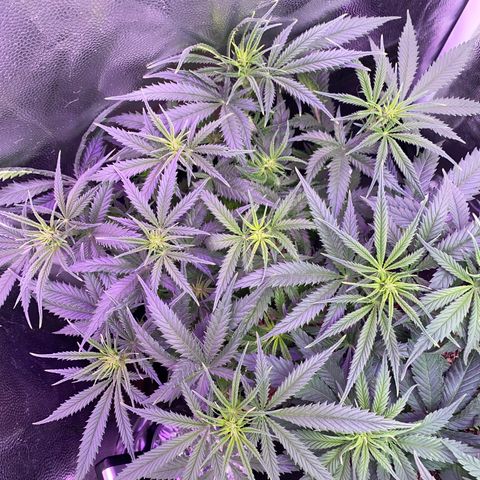 Top Crop growlog timeline photo