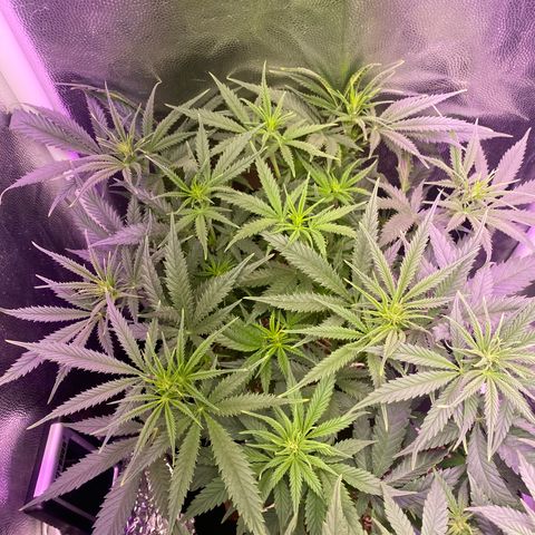 Top Crop growlog timeline photo