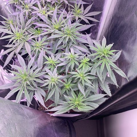 FlowerMind growlog timeline photo