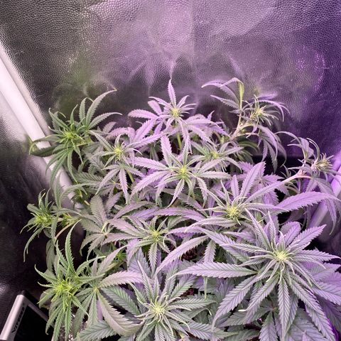 Top Crop growlog timeline photo