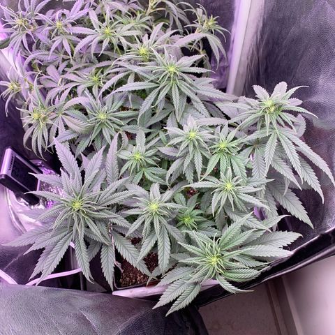FlowerMind growlog timeline photo