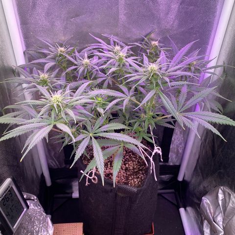 Top Crop growlog timeline photo