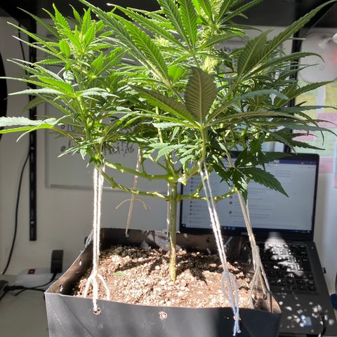 FlowerMind growlog timeline photo