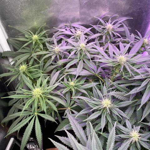 Top Crop growlog timeline photo