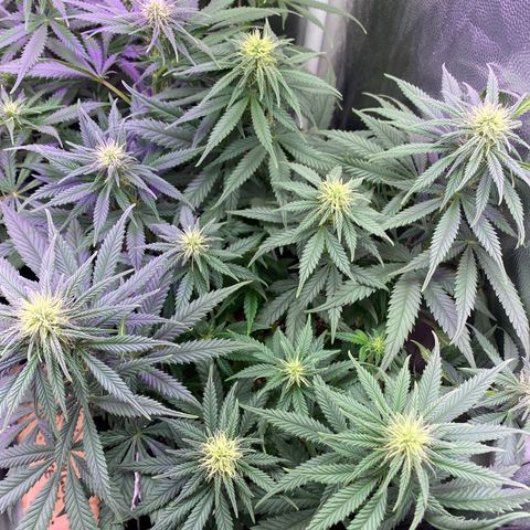 FlowerMind growlog timeline photo