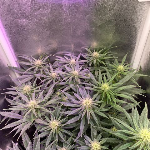Top Crop growlog timeline photo