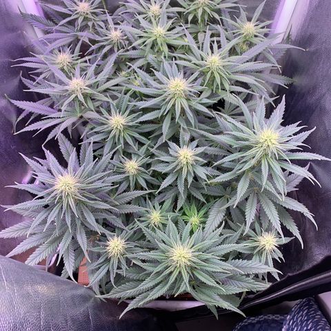 FlowerMind growlog timeline photo