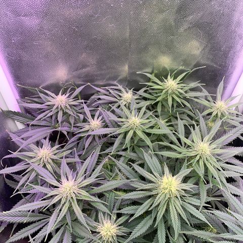 Top Crop growlog timeline photo