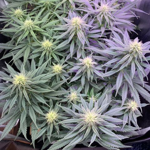 FlowerMind growlog timeline photo