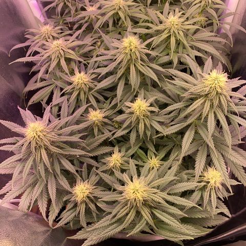 FlowerMind growlog timeline photo
