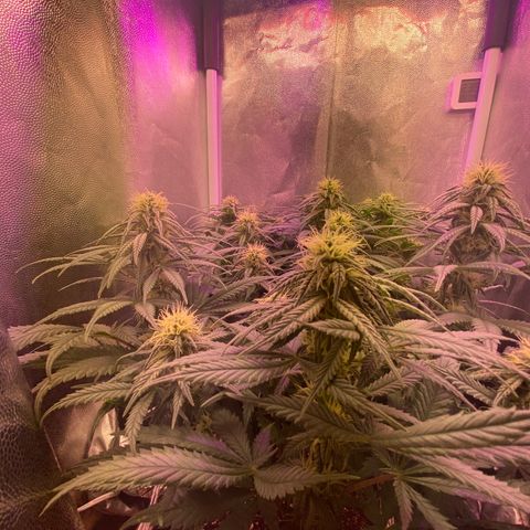 FlowerMind growlog timeline photo
