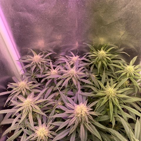 Top Crop growlog timeline photo