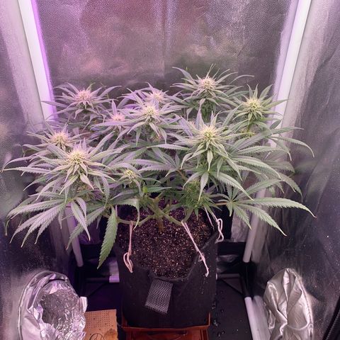 Top Crop growlog timeline photo