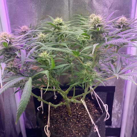 Top Crop growlog timeline photo