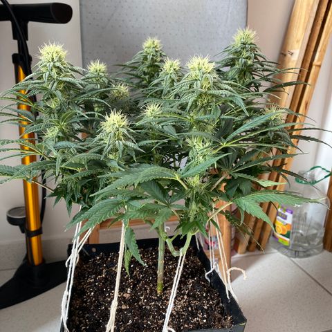 FlowerMind growlog timeline photo