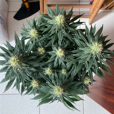 FlowerMind growlog timeline photo