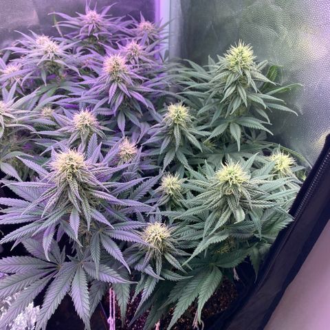 FlowerMind growlog timeline photo