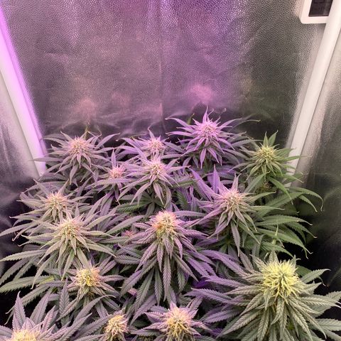 Top Crop growlog timeline photo