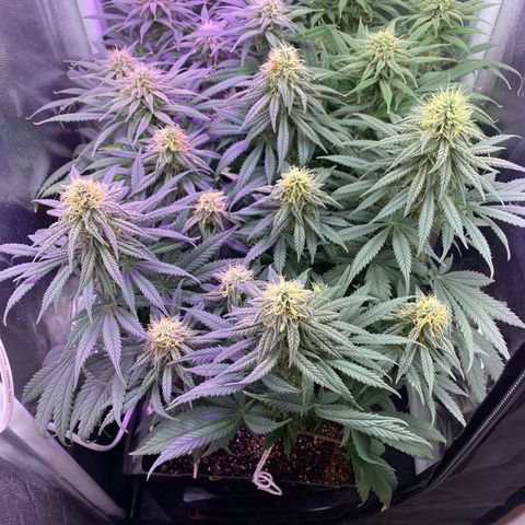 FlowerMind growlog timeline photo